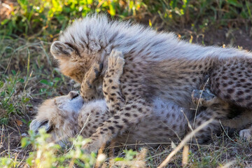 Playful Cheetah cubs are wrestling with each other