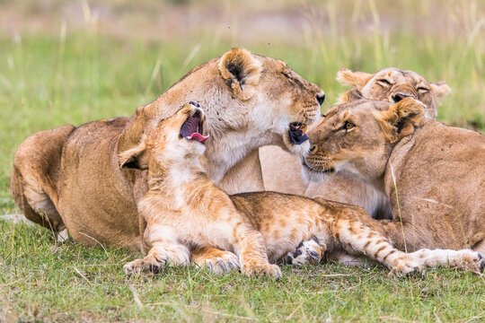 Playful Lion Cub with his flock