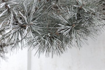 Ice-covered grass on a snow-covered field. Plants in frost, nature background. Winter landscape,...
