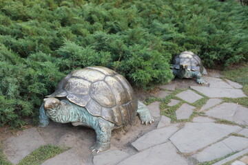 giant tortoise in the park