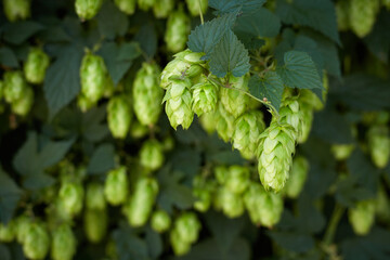 Hop cones in the hop field