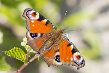 Aglais io, Peacock butterfly resting