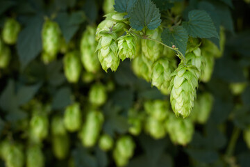 Hop cones in the hop field