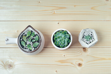 Succulent Pachyphytum and his sprouts in a concrete pot in a row on a wooden table background. Flat lay, top view