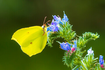 Common brimstone butterfly gonepteryx rhamni, on Buddleja