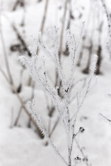 Ice-covered grass on a snow-covered field. Plants in frost, nature background. Winter landscape, scene