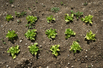 lettuce growing in the garden