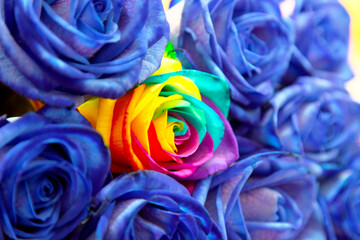 Obraz na płótnie Canvas Bouquet of blue multicolored roses. Selective soft focus. Abstract floral background for your art project.