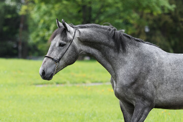 Obraz na płótnie Canvas Portrait of a beautiful dark gray horse on natural green summer background, head closeup
