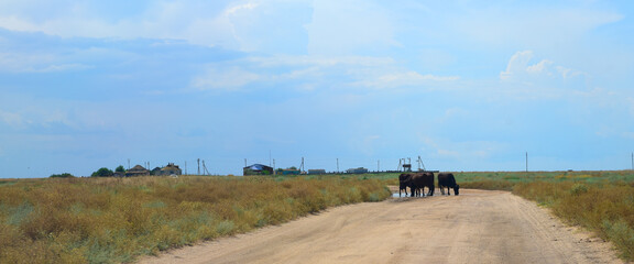 Obraz na płótnie Canvas cows are on the road
