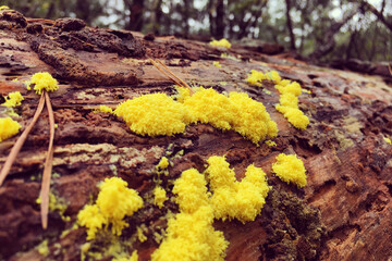 Fuligo septica, or dog vomit slime mould, growing on dead bark.
