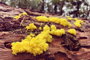 Fuligo septica, or dog vomit slime mould, growing on dead bark.