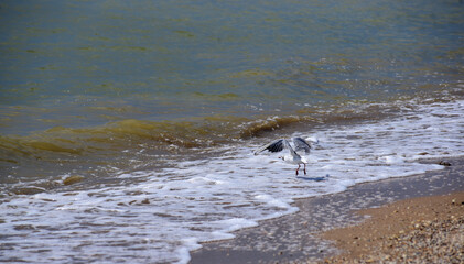 Seagull takes off on the beach
