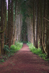 path in the woods