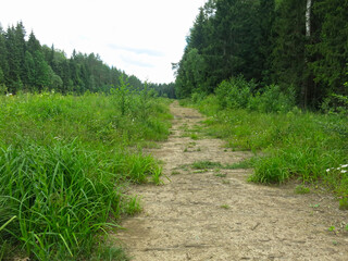 cozy forest road made of old logs in summer in Sunny weather