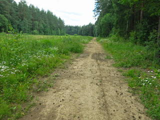 Fototapeta na wymiar cozy forest road made of old logs in summer in Sunny weather