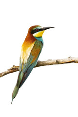 European bee-eater, merops apiaster, sitting on a twig isolated on white background. Wild colorful bird perched on branch from rear view cut out on blank.