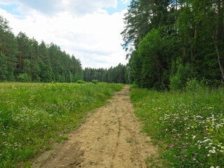 cozy forest road made of old logs in summer in Sunny weather