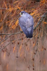 Majestic peregrine falcon, falco peregrinus, sitting on branch in autumn. Magnificent bird staring on bough with orange backgrond from back view in vertical composition.