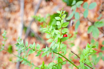 An intense red berry stands out against the green background of the forest.