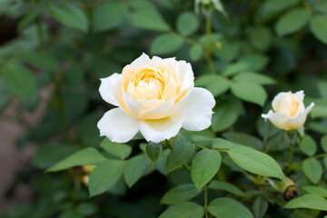 Beautiful red roses in the garden on blurred background. Selective soft focus. As floral background for your art project