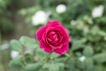 Beautiful red roses in the garden on blurred background. Selective soft focus. As floral background for your art project