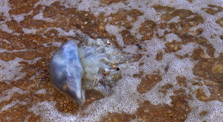 a large jellyfish washed up on the beach