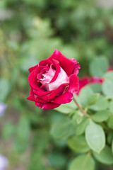 Beautiful red roses in the garden on blurred background. Selective soft focus. As floral background for your art project
