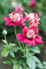 Beautiful red roses in the garden on blurred background. Selective soft focus. As floral background for your art project