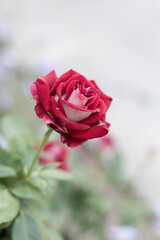Beautiful red roses in the garden on blurred background. Selective soft focus. As floral background for your art project