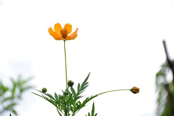 Yellow cosmos flowers blooming background.