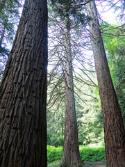 Fototapeta premium Arboretum de Masjoan, Espinelves, Girona