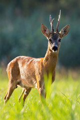 Impressive roe deer, capreolus capreolus, buck standing on meadow from close up in vertical composition. Vital roebuck looking to the camera with blurred background. Wild mammal observing on a field.