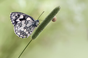 Butterfly Melanargy Galatea sits on a summer day in the grass in a forest glade