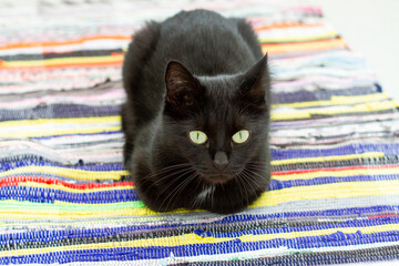 Black cat on a homespun rug