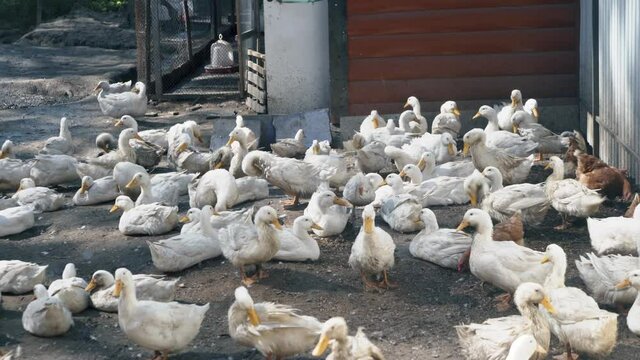 A lot of white geese walking in farm yard in Countryside. The farming of ducks for meat. Business farming concept. High quality 4k footage