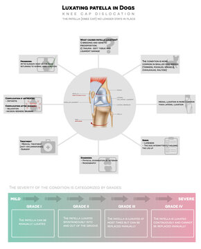 Luxating patella in dogs, kneecap moves out of its normal location, detailed info graphic poster