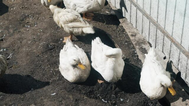 A lot of white geese walking in farm yard in Countryside. The farming of ducks for meat. Business farming concept. High quality 4k footage