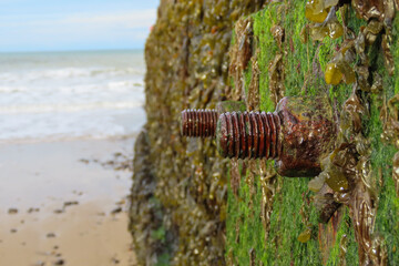 Old wooden groyne with rusty metal nut and bolt by the seaside with seaweed in the background