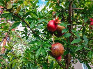 Two red pomegranates (Latin Punica) grow on a tree with green foliage. Ripe pomegranates in the garden on a sunny summer day.