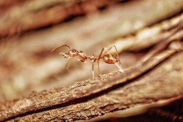 ant on the wood