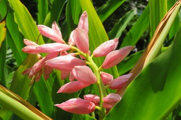 Pink Alpinia flowers in Florida zoological garden, closeup