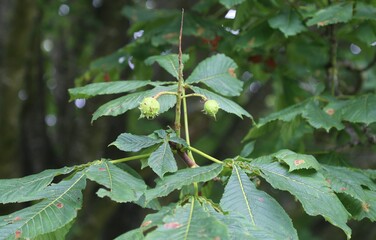 A closeup view of two conkers forming on a small branch of a chestnut tree.