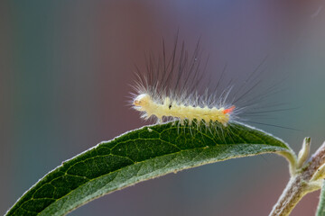  Buchen-Streckfuß auf einem Blatt