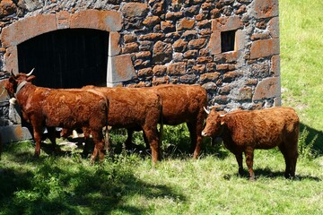 Obraz premium Troupeau de vaches de race Salers retournant à l’étable