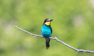 European bee-eater sitting on a tree branch.