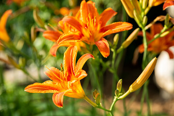 Blooming orange lilies under the sun rays on the flower bed in the garden.