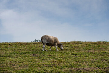 White sheep grazing on top of a dike in Friesland, Netherlands