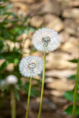 Two nature white blooming dandelion flowers with on bokeh background.