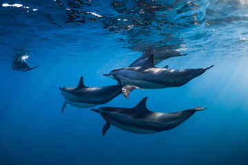 Family of Spinner dolphins in tropical ocean with sunlight. Dolphins swim in underwater